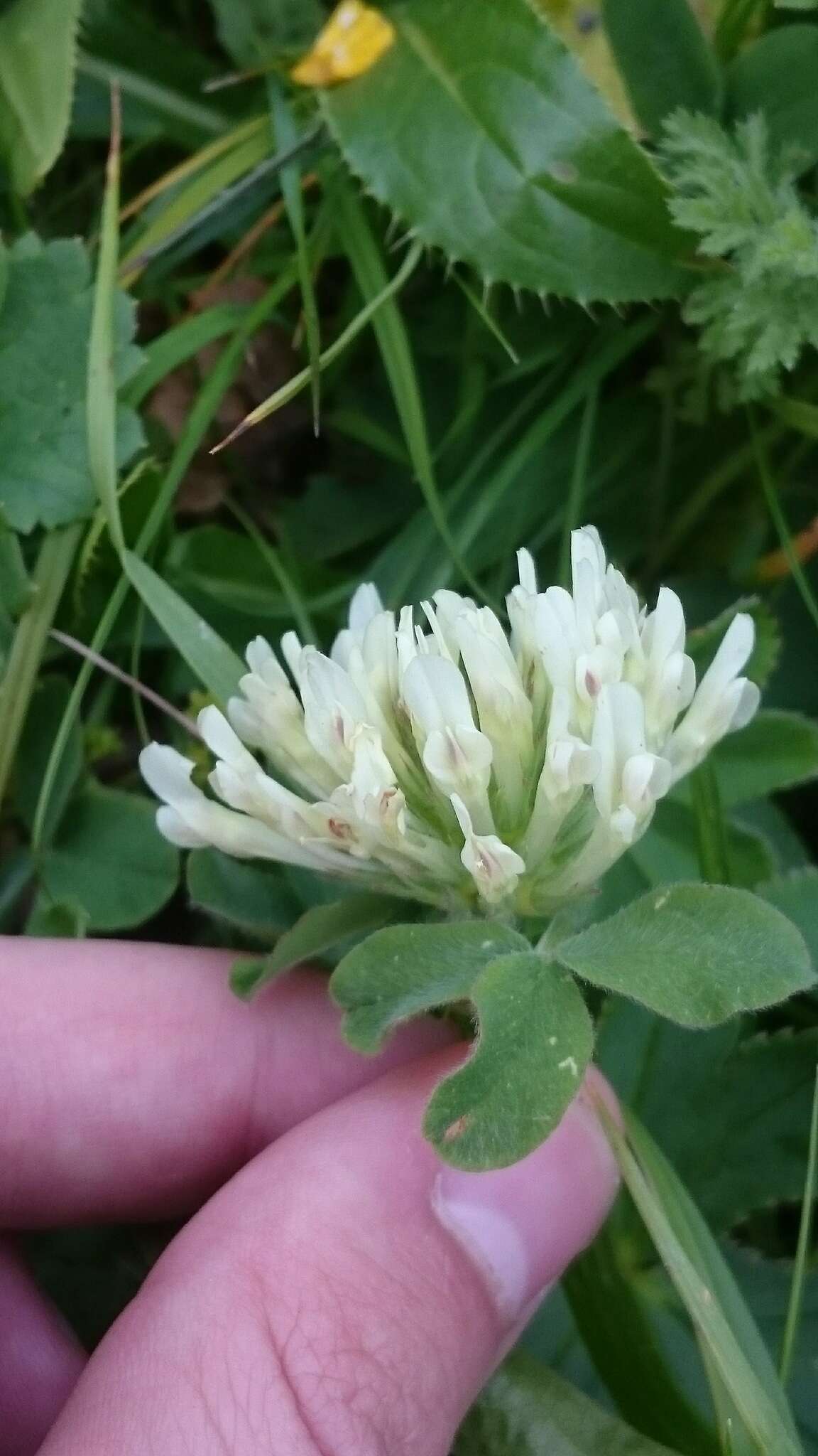 Image de Trifolium canescens Willd.