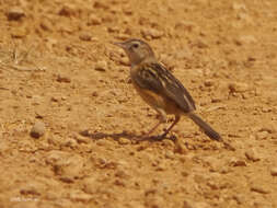 Слика од Cisticola dambo Lynes 1931