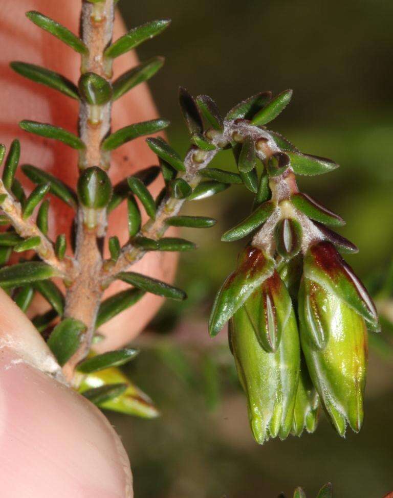 Plancia ëd Erica viridiflora subsp. viridiflora