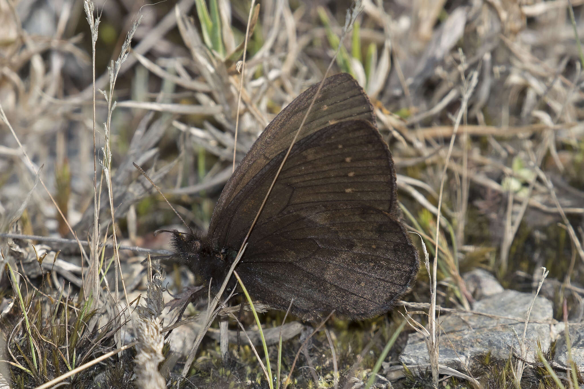 Image of Punapedaliodes flavopunctata Staudinger 1894