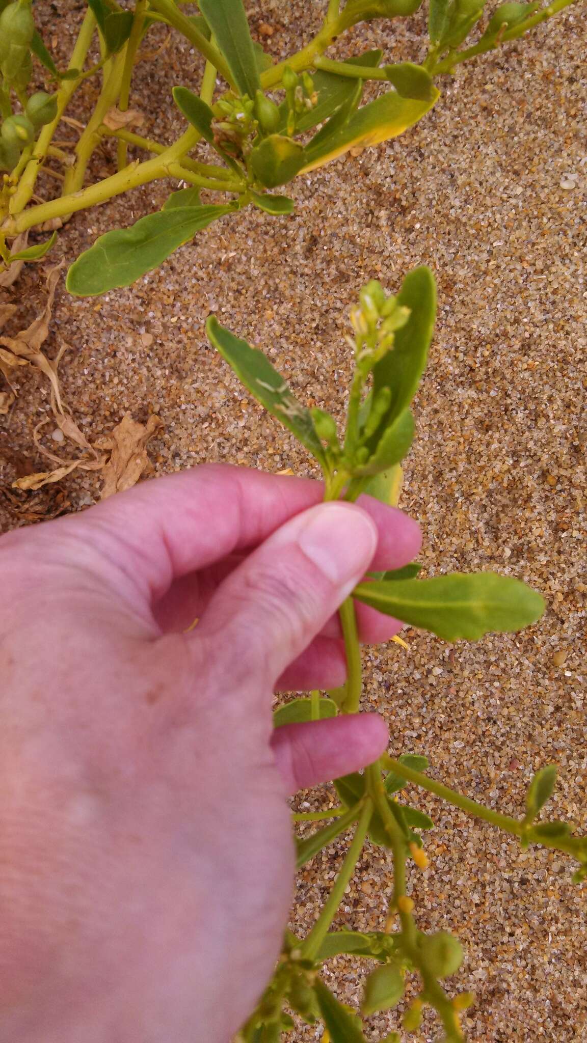 Image of seacoast marsh elder