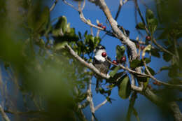 Image of Buff-bellied Puffbird