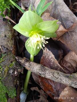 Image of Helleborus viridis subsp. viridis L.