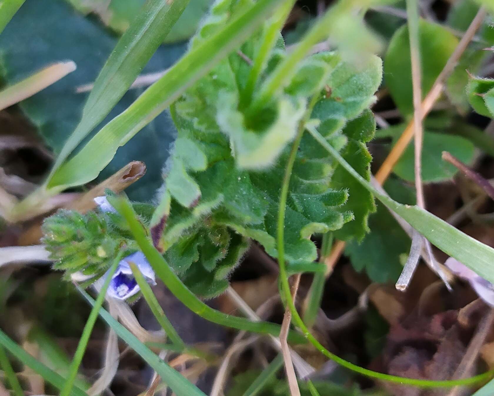 Image of Veronica vindobonensis (M. Fisch.) M. Fisch.