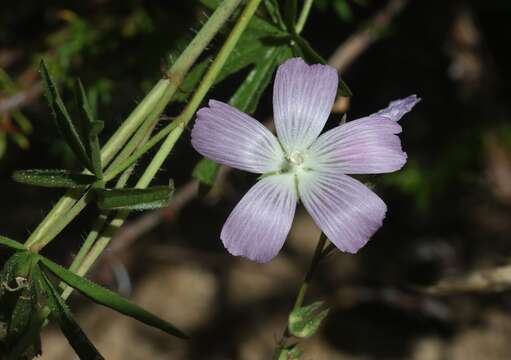 Image of dwarf checkerbloom