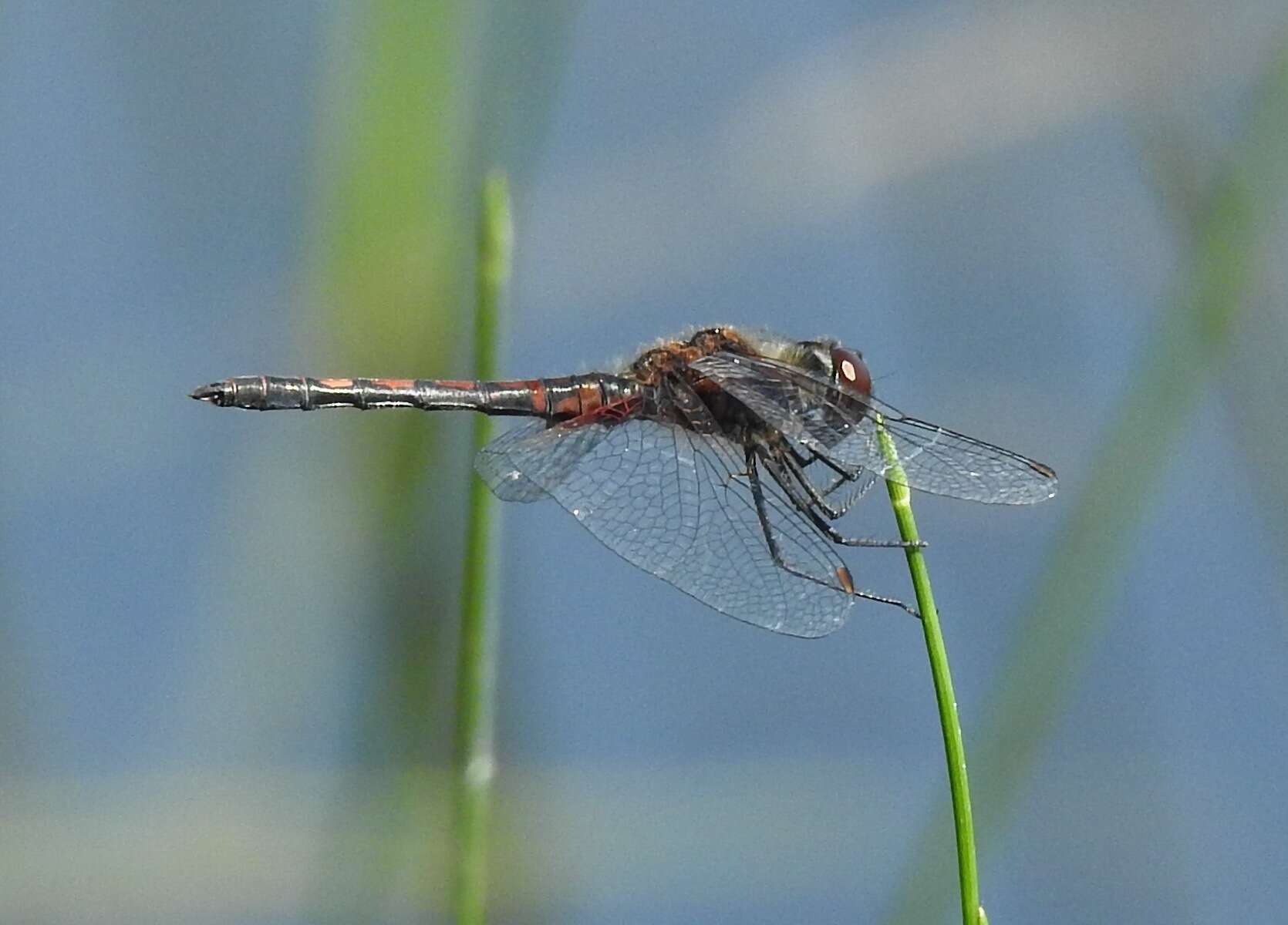 Слика од Celithemis ornata (Rambur 1842)