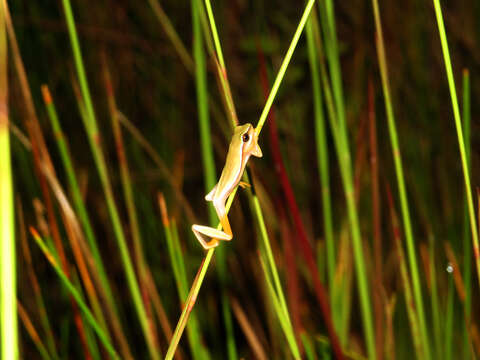 Dendropsophus jimi (Napoli & Caramaschi 1999)的圖片