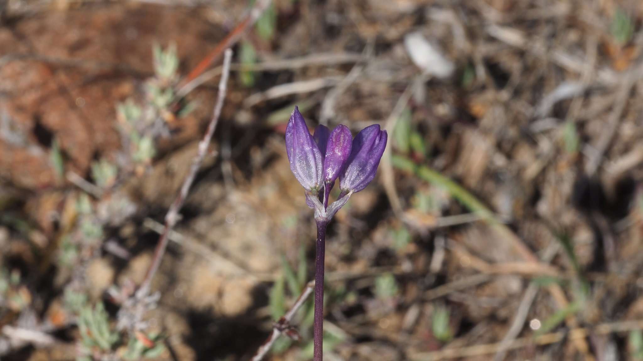 Image de Dipterostemon capitatus subsp. pauciflorus