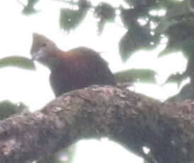 Image of Checker-throated Woodpecker