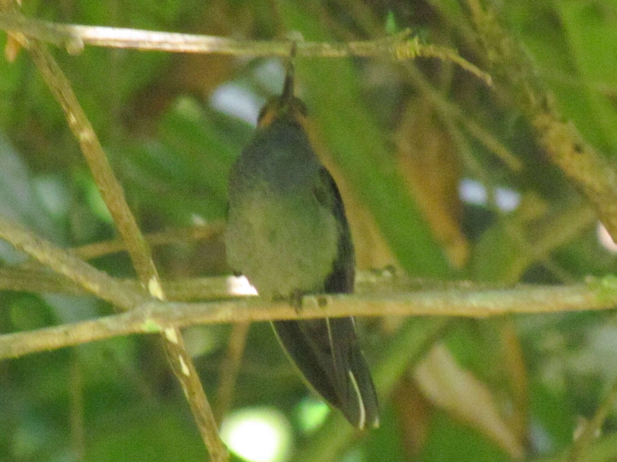 Image of Rufous-gaped Hillstar