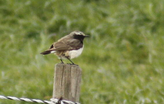 Image of Kurdish Wheatear