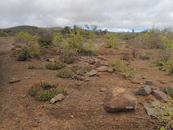 صورة Cylindrophyllum calamiforme (L.) Schwant.