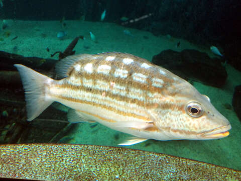 Image of Checkered Seaperch