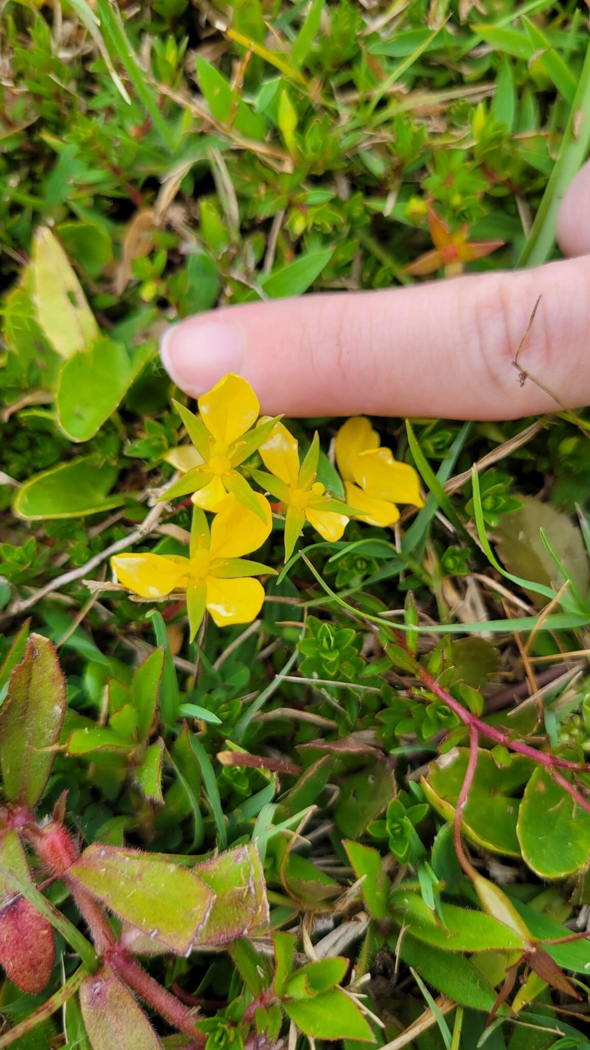 Image of Pond Primrose-Willow