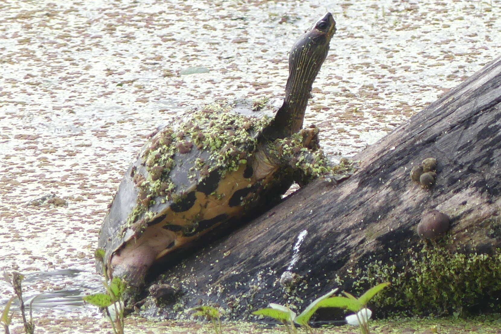 Image of Indian Roofed Turtle