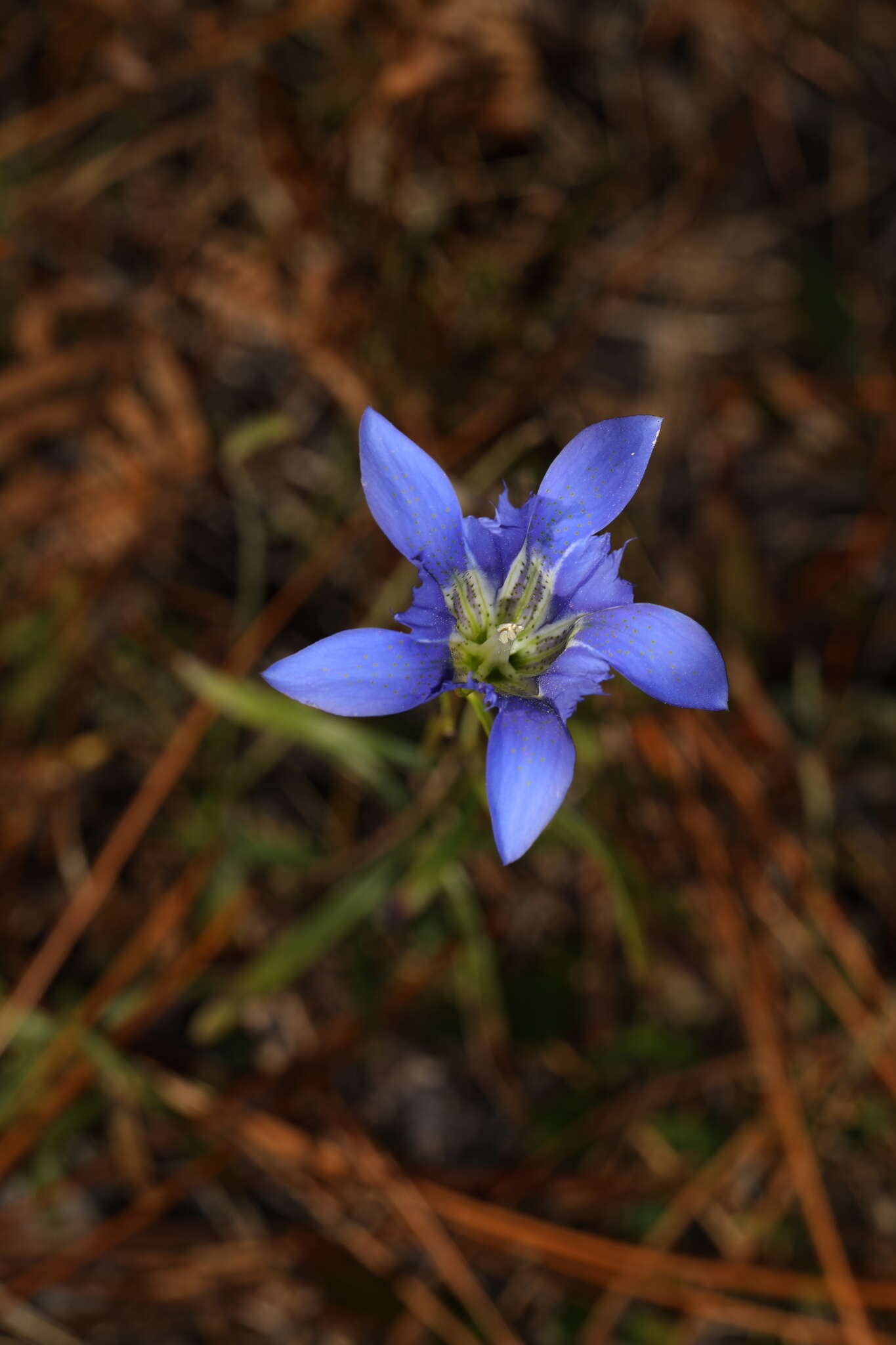 Image de Gentiana autumnalis L.