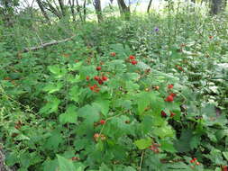 Слика од Rubus crataegifolius Bunge