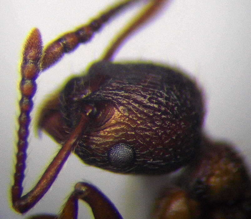 Image of Myrmica bergi Ruzsky 1902