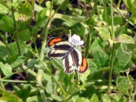 Image of Colotis euippe (Linnaeus 1758)