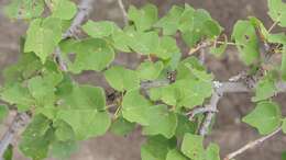 Image of Small-leaved star-chestnut