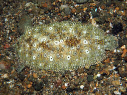 Image of Peacock sole