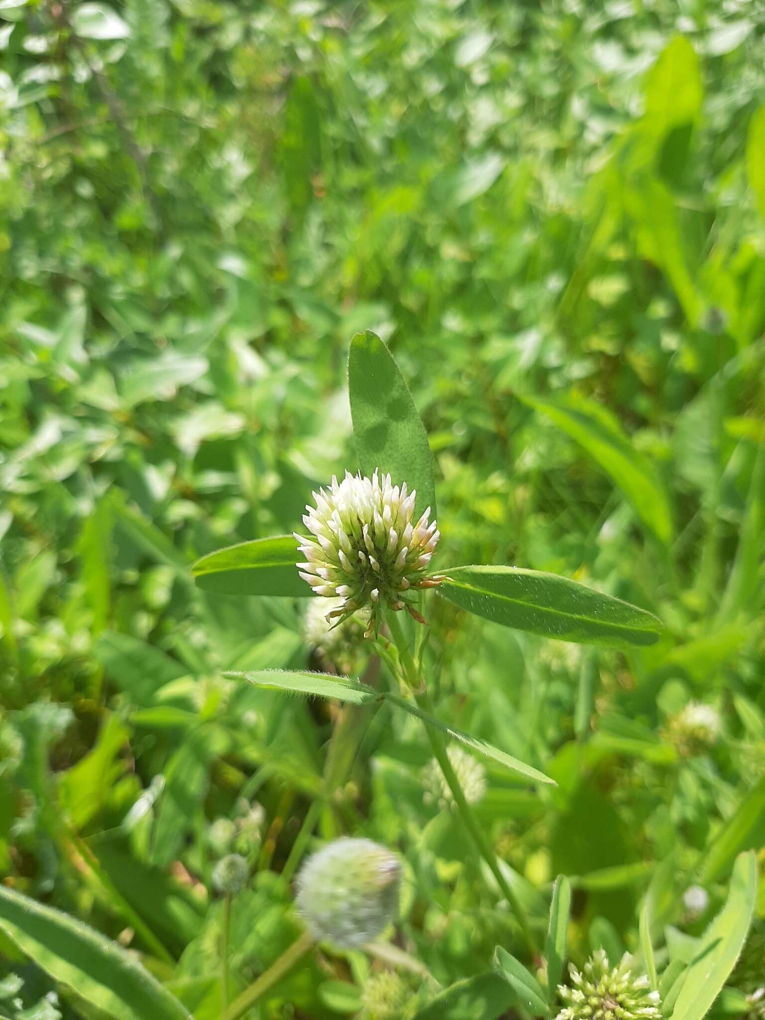 Image of Trifolium squarrosum L.