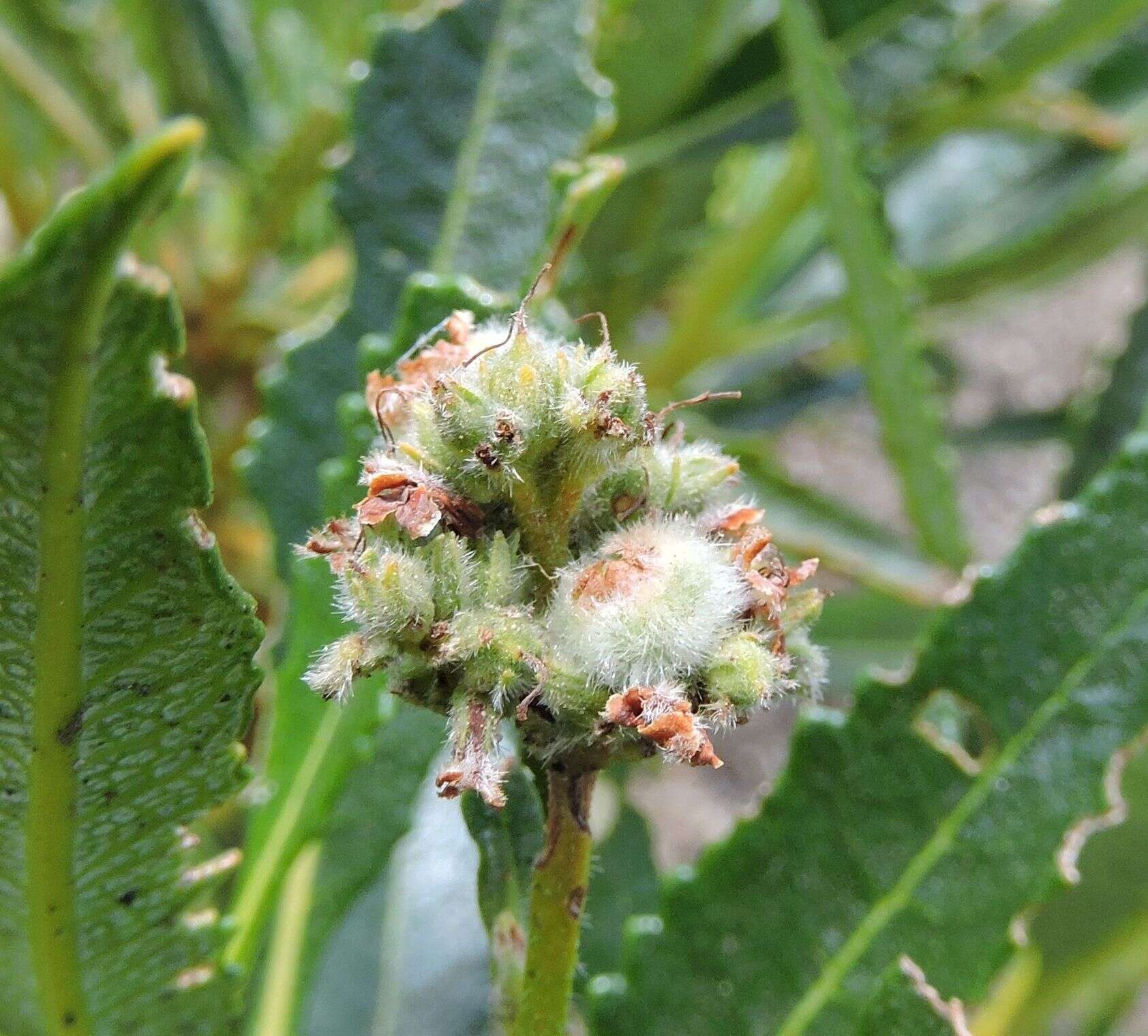 Image of Eriodictyon trichocalyx var. trichocalyx