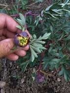 Image of Brown's peony