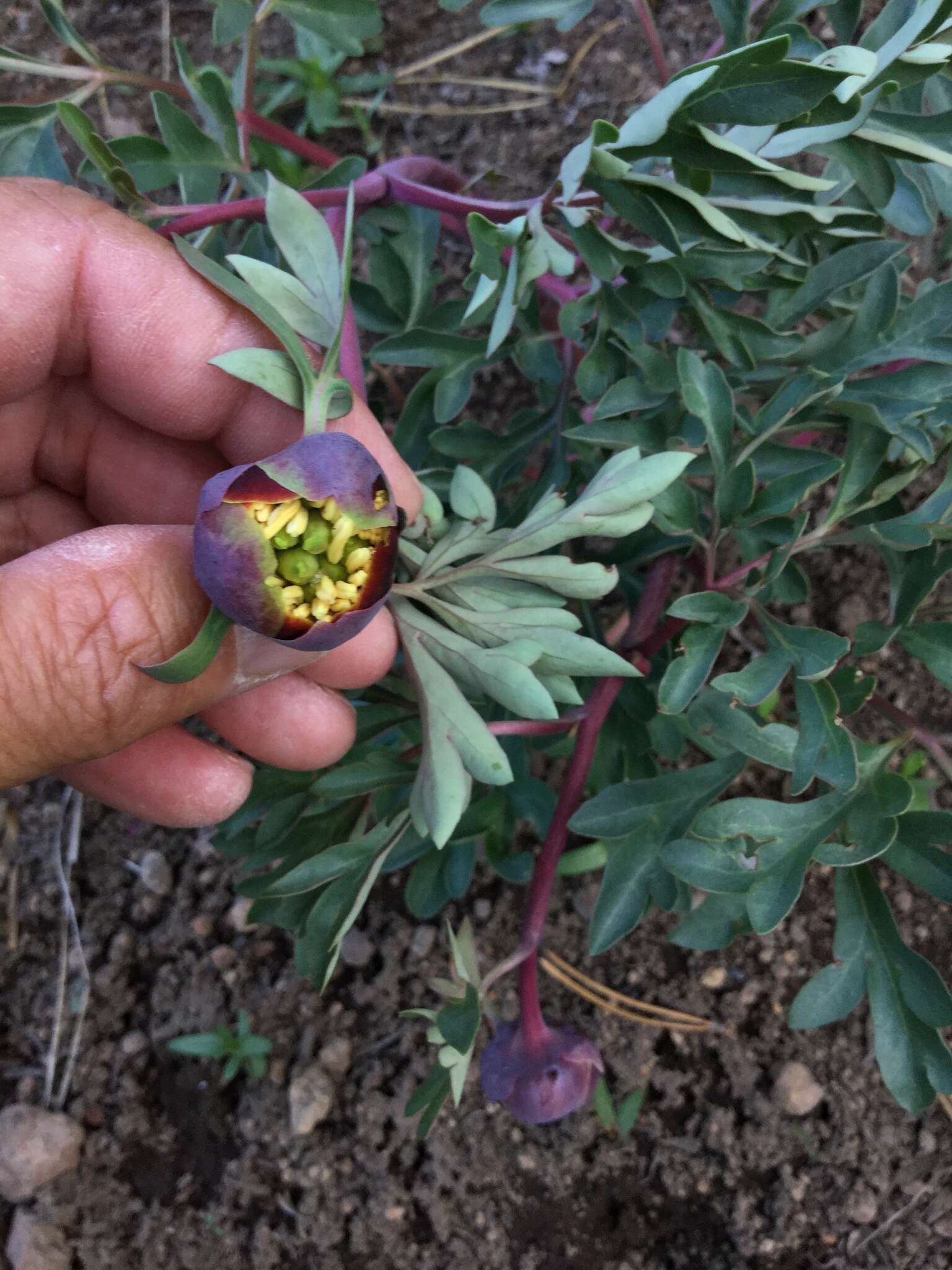 Image of Brown's peony