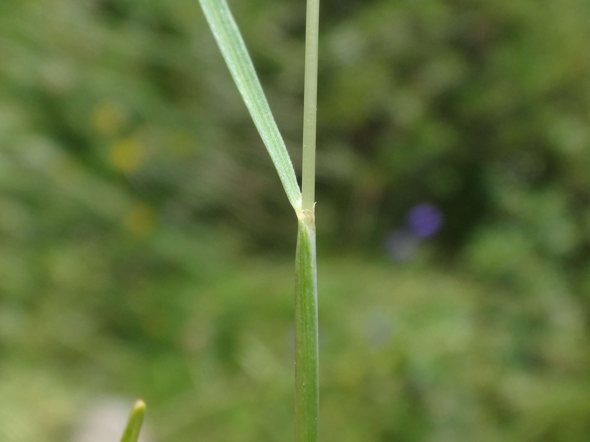 Image de Festuca rupicaprina (Hack.) A. Kern.