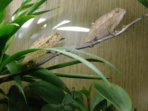 Image of Bearded Pygmy Chameleon