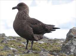 Image of South Polar Skua