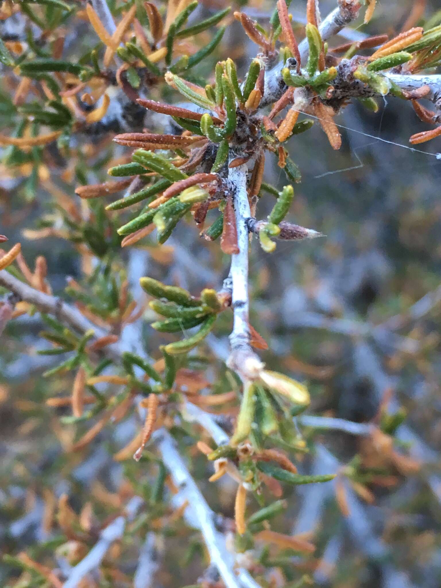 Imagem de Cercocarpus intricatus S. Wats.