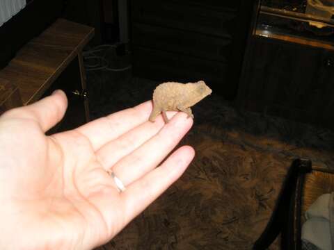 Image of Bearded Pygmy Chameleon