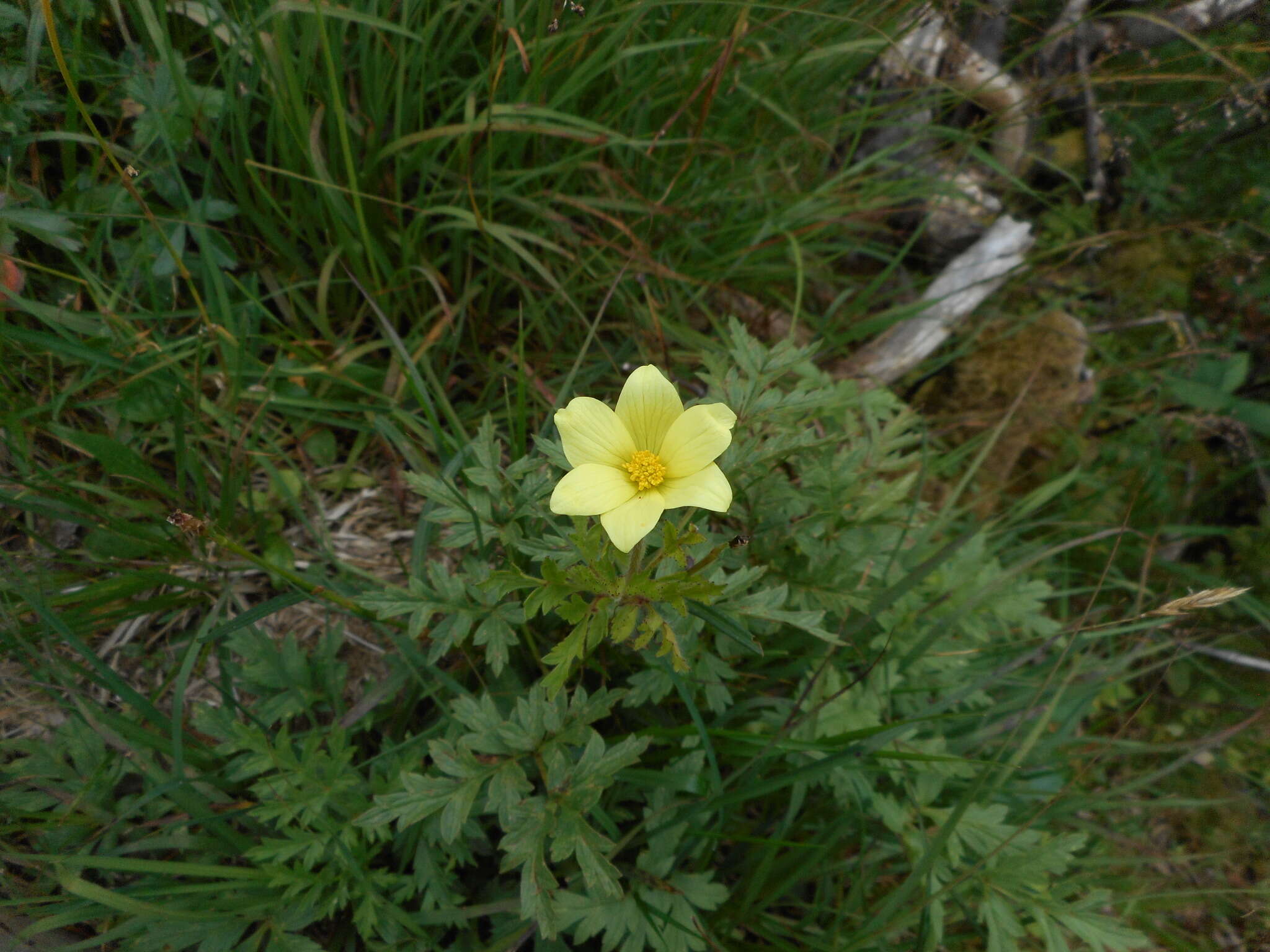 صورة Pulsatilla alpina subsp. apiifolia (Scop.) Nyman