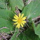 Cymbonotus lawsonianus Gaud. resmi