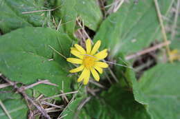 Cymbonotus lawsonianus Gaud. resmi