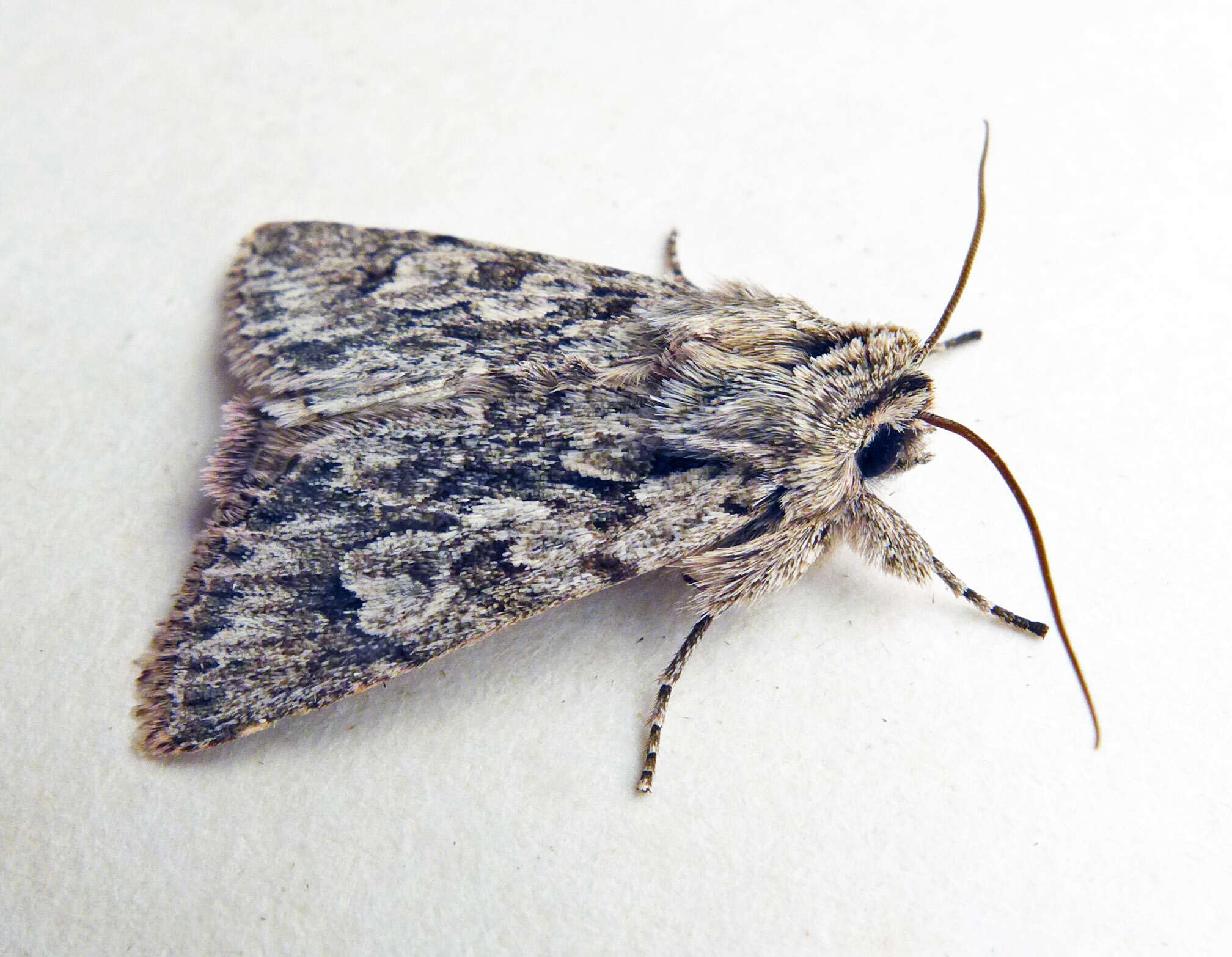 Image of Xylocampa