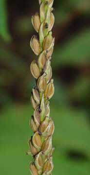 Plancia ëd Peristylus plantagineus (Lindl.) Lindl.