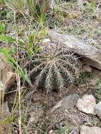 Image of Echinopsis aurea Britton & Rose