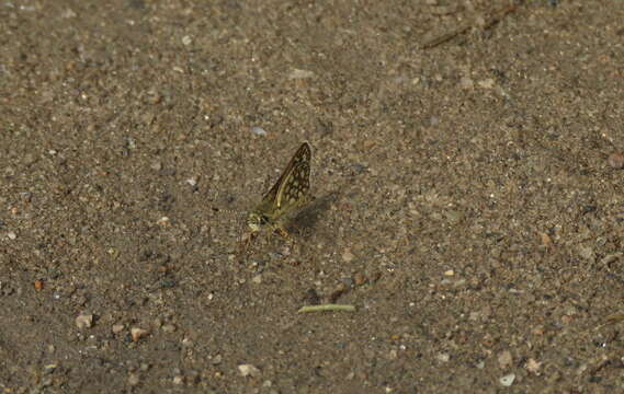 Image of Dardarina tessellatus Hayward 1934