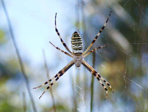 Image of Barbary Spider