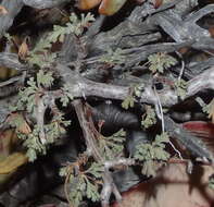 Imagem de Pelargonium exstipulatum (Cav.) L'Her.