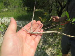 Oenothera filipes (Spach) W. L. Wagner & Hoch resmi