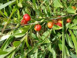 Imagem de Prunus humilis Bunge