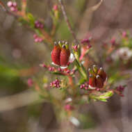 Image of Diosma hirsuta L.