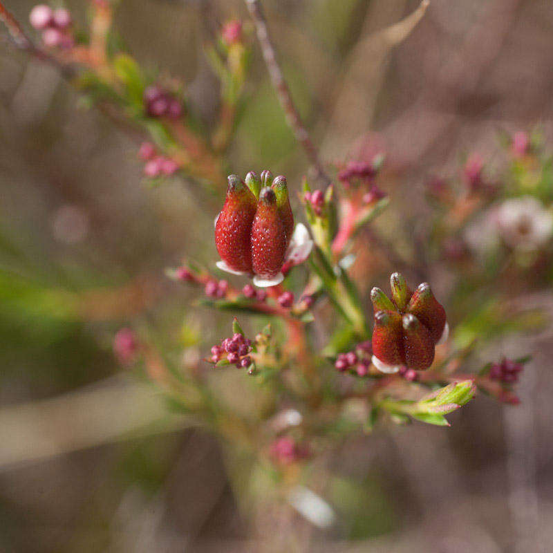 Image of Diosma hirsuta L.