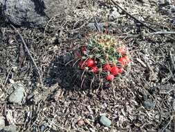 Imagem de Mammillaria mainiae K. Brandegee