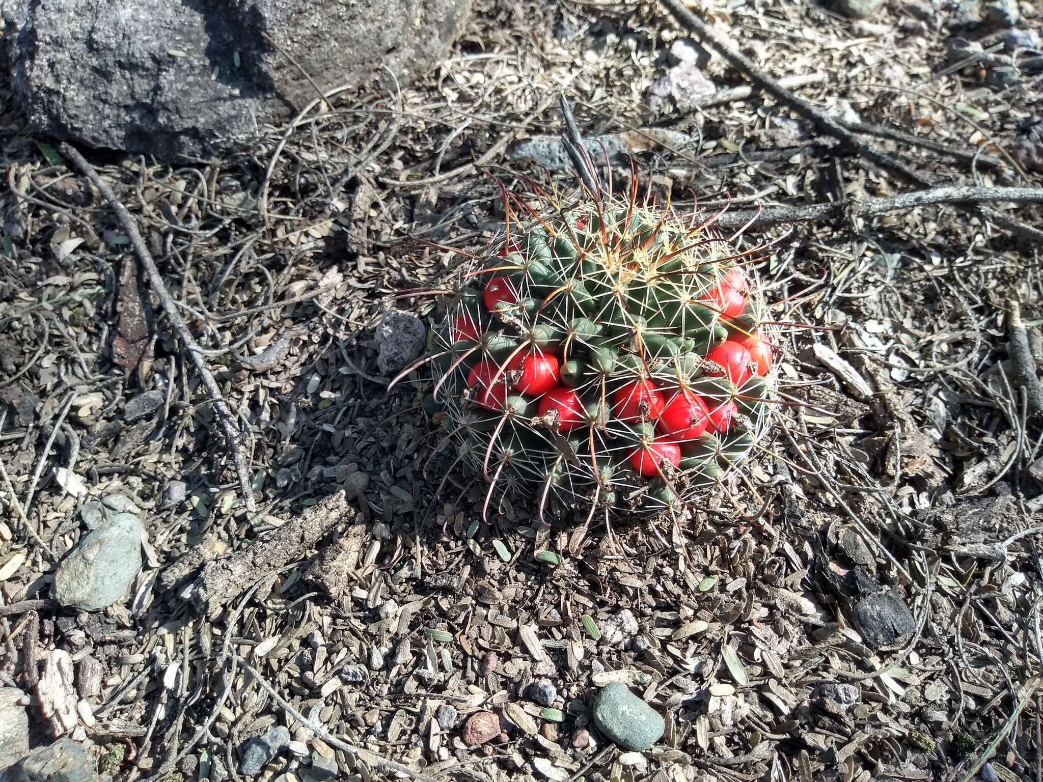 Imagem de Mammillaria mainiae K. Brandegee