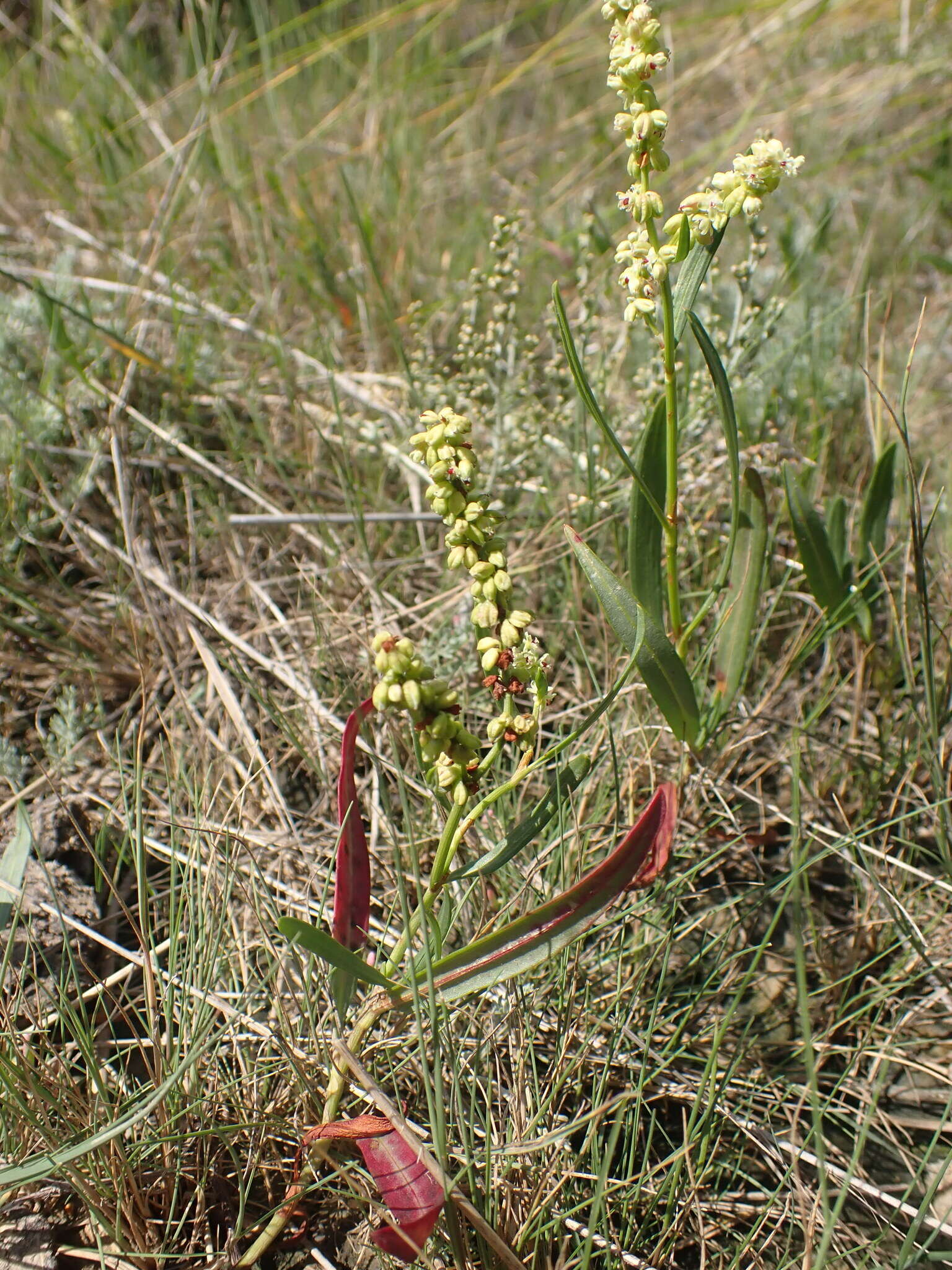 Imagem de Knorringia sibirica (Laxm.) N. N. Tzvel.